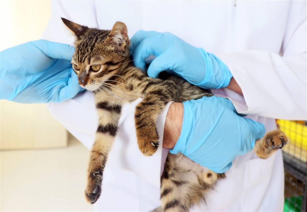 Enkazdan çıkarılan can dostlar dört gözle sahiplerini bekliyor 14