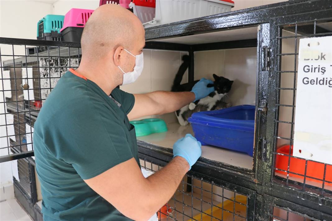Enkazdan çıkarılan can dostlar dört gözle sahiplerini bekliyor 15