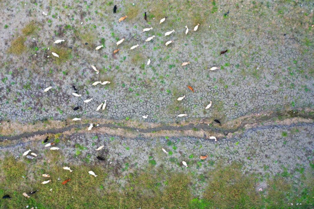 Sular gitti, keçiler geldi... İstanbul barajları son 10 yılın en düşük seviyesinde! 4