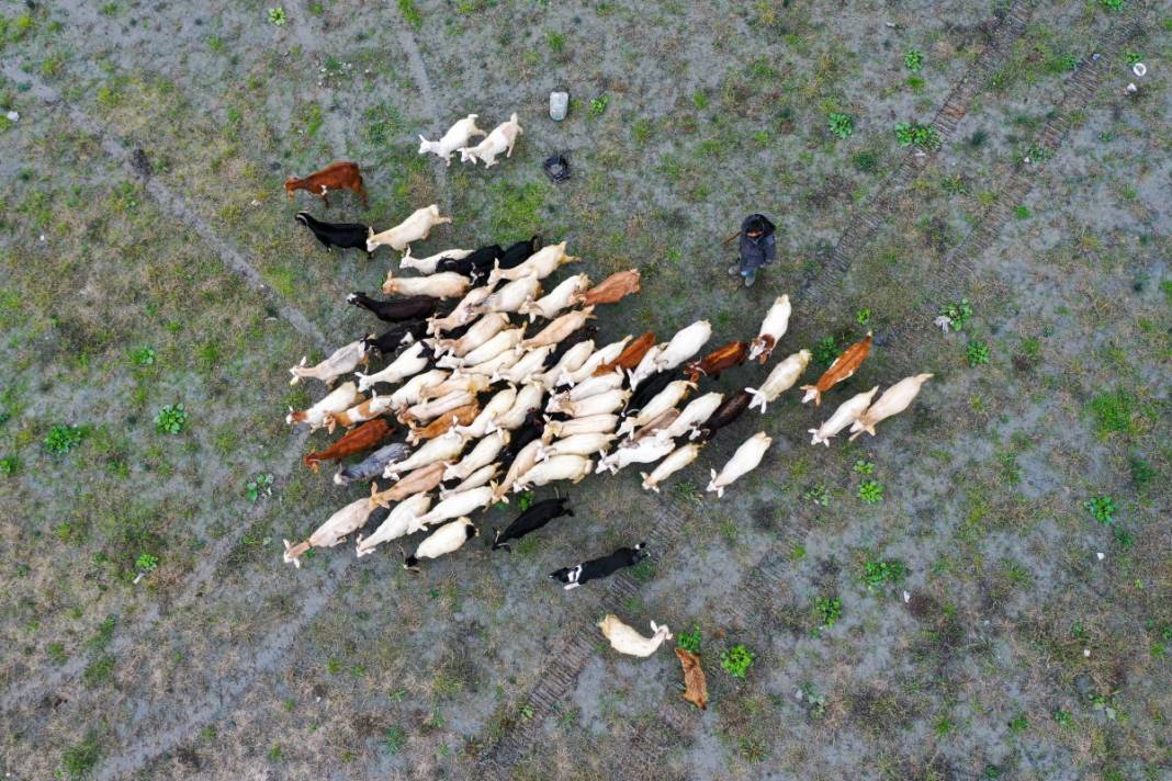 Sular gitti, keçiler geldi... İstanbul barajları son 10 yılın en düşük seviyesinde! 5