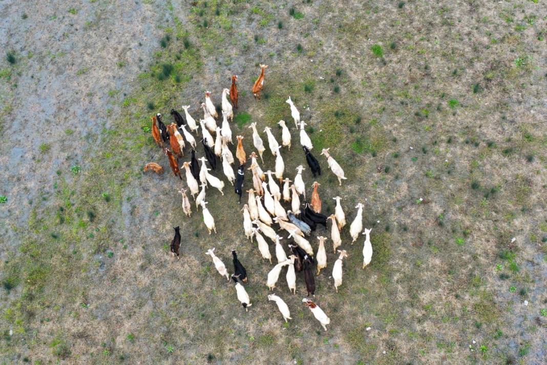 Sular gitti, keçiler geldi... İstanbul barajları son 10 yılın en düşük seviyesinde! 9
