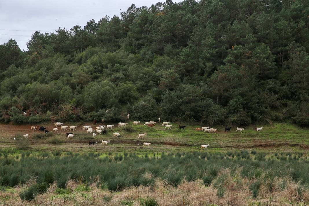 Sular gitti, keçiler geldi... İstanbul barajları son 10 yılın en düşük seviyesinde! 10
