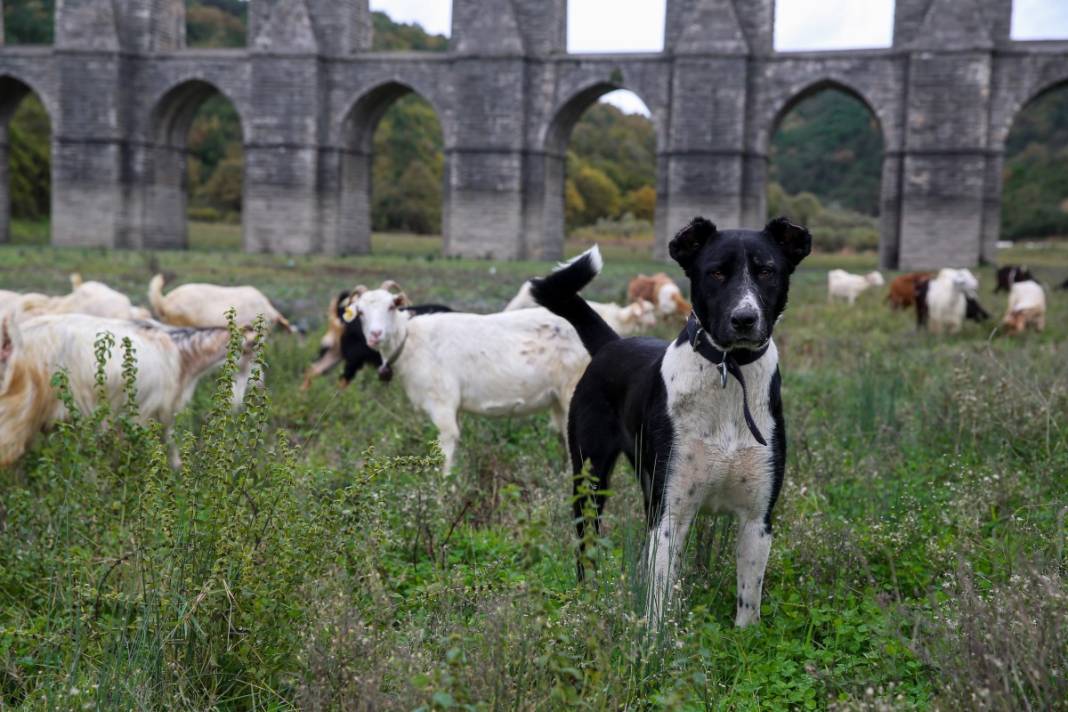 Sular gitti, keçiler geldi... İstanbul barajları son 10 yılın en düşük seviyesinde! 12