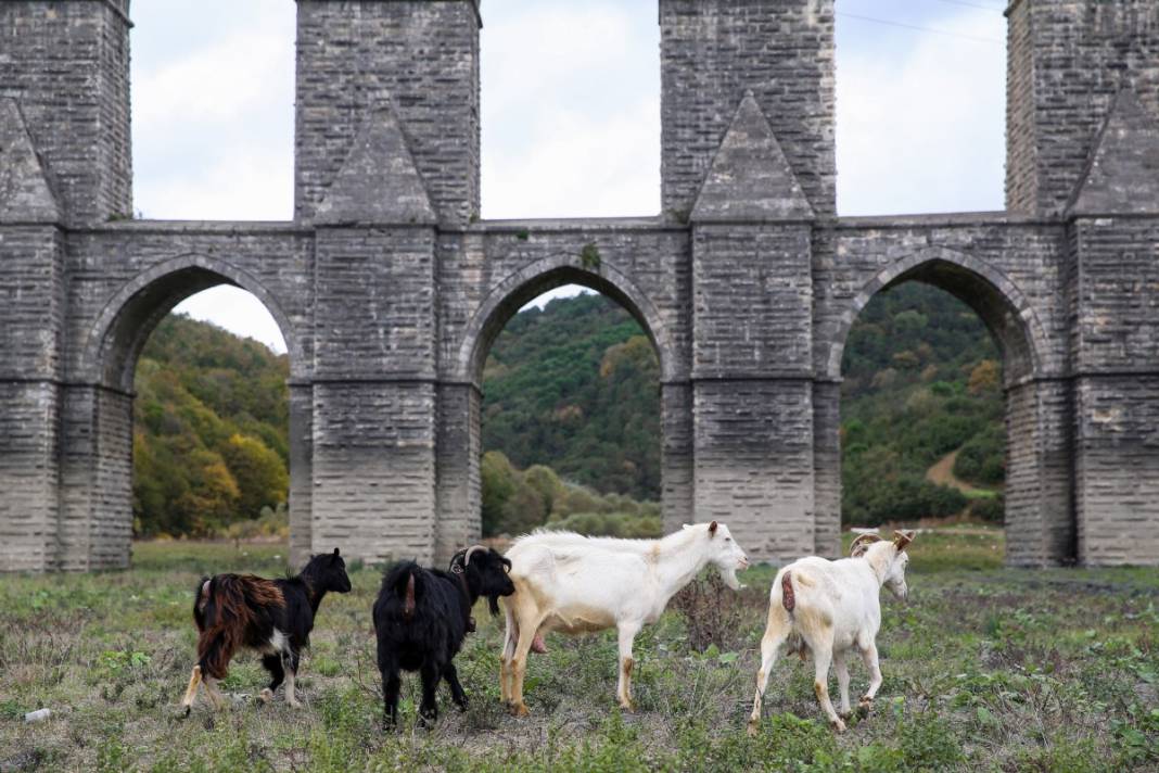 Sular gitti, keçiler geldi... İstanbul barajları son 10 yılın en düşük seviyesinde! 13