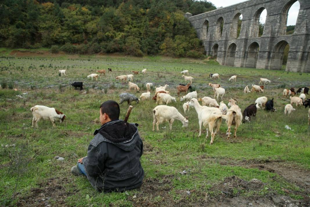 Sular gitti, keçiler geldi... İstanbul barajları son 10 yılın en düşük seviyesinde! 15