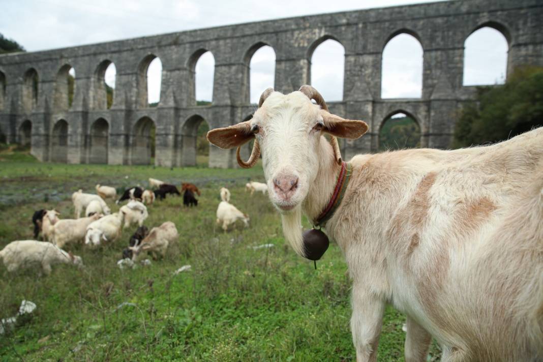 Sular gitti, keçiler geldi... İstanbul barajları son 10 yılın en düşük seviyesinde! 16
