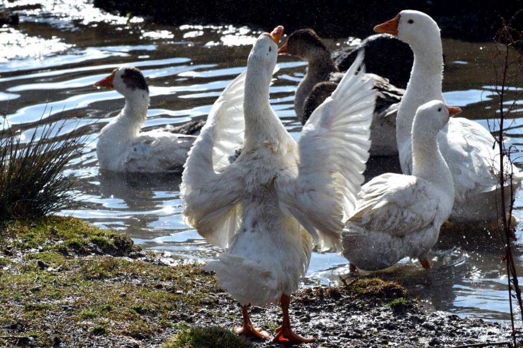 Hobi için kaz çiftliği kurdu, şimdi taleplere yetişemiyor 1