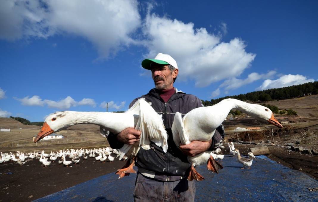 Hobi için kaz çiftliği kurdu, şimdi taleplere yetişemiyor 2
