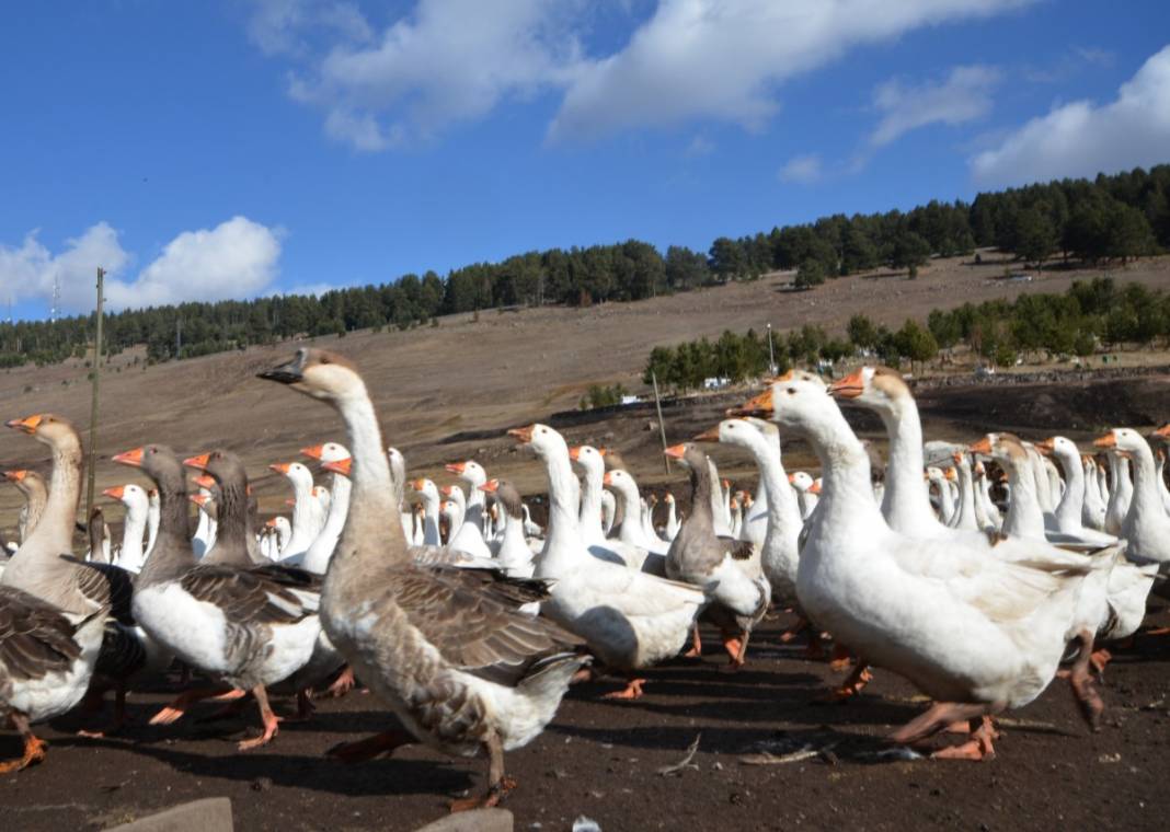 Hobi için kaz çiftliği kurdu, şimdi taleplere yetişemiyor 3