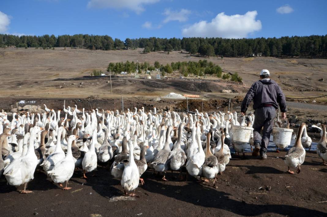 Hobi için kaz çiftliği kurdu, şimdi taleplere yetişemiyor 4
