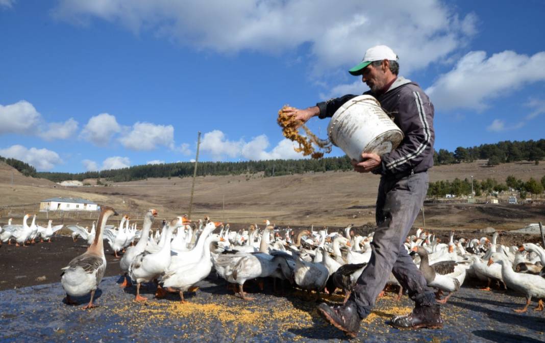 Hobi için kaz çiftliği kurdu, şimdi taleplere yetişemiyor 5