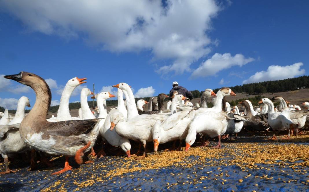 Hobi için kaz çiftliği kurdu, şimdi taleplere yetişemiyor 7