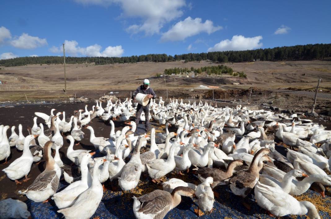 Hobi için kaz çiftliği kurdu, şimdi taleplere yetişemiyor 8