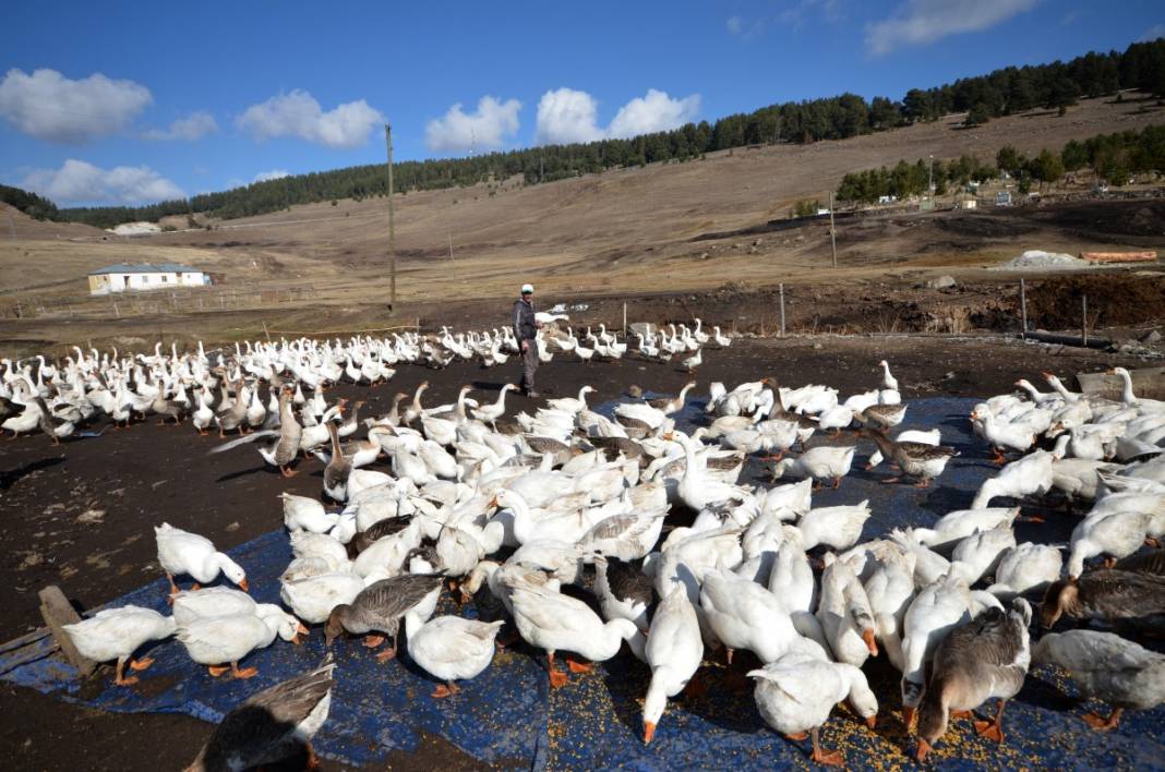Hobi için kaz çiftliği kurdu, şimdi taleplere yetişemiyor 9