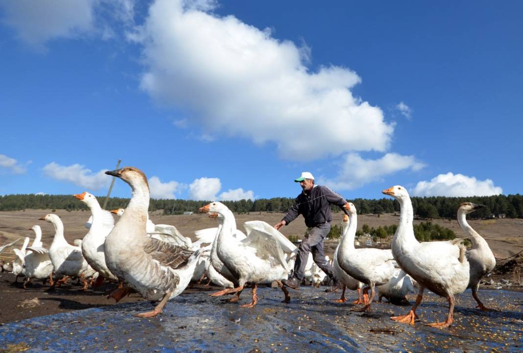Hobi için kaz çiftliği kurdu, şimdi taleplere yetişemiyor 10