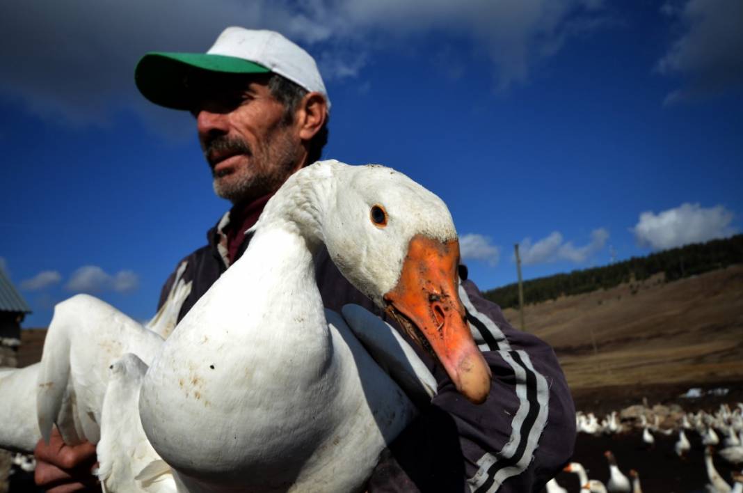 Hobi için kaz çiftliği kurdu, şimdi taleplere yetişemiyor 11
