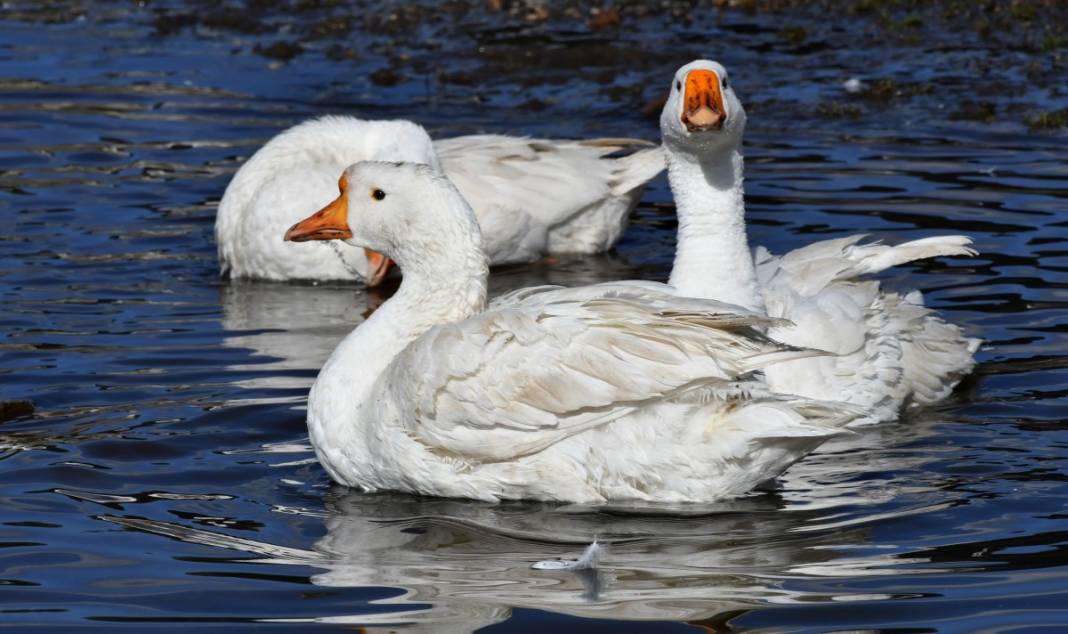Hobi için kaz çiftliği kurdu, şimdi taleplere yetişemiyor 13