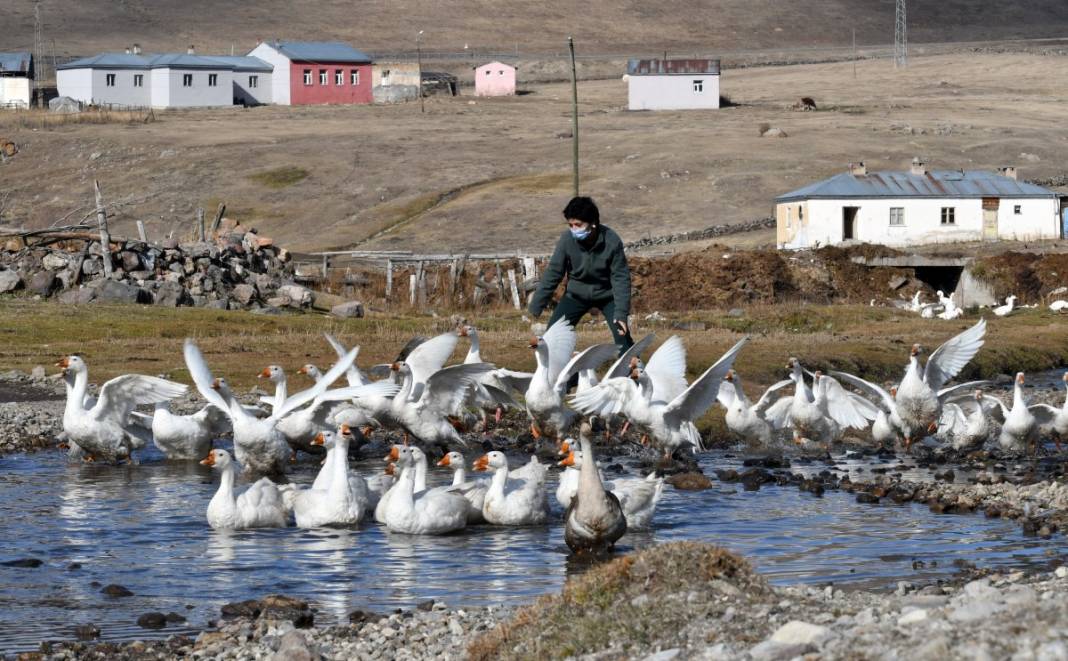 Hobi için kaz çiftliği kurdu, şimdi taleplere yetişemiyor 14