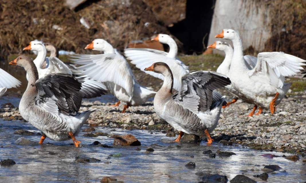 Hobi için kaz çiftliği kurdu, şimdi taleplere yetişemiyor 15