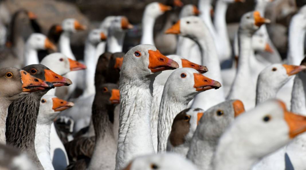 Hobi için kaz çiftliği kurdu, şimdi taleplere yetişemiyor 16