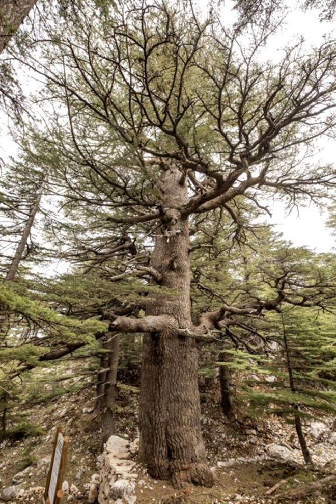 4115 yıllık ömrüyle Türkiye'nin en yaşlı ağacı görenleri hayran bırakıyor 3