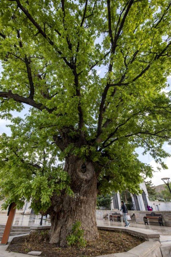 4115 yıllık ömrüyle Türkiye'nin en yaşlı ağacı görenleri hayran bırakıyor 4
