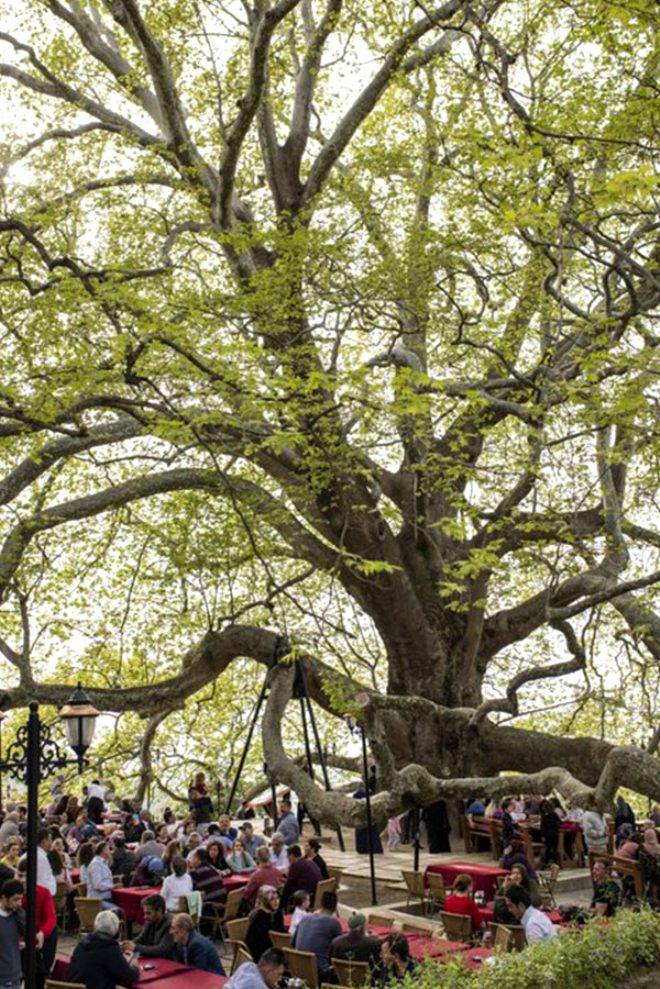4115 yıllık ömrüyle Türkiye'nin en yaşlı ağacı görenleri hayran bırakıyor 5