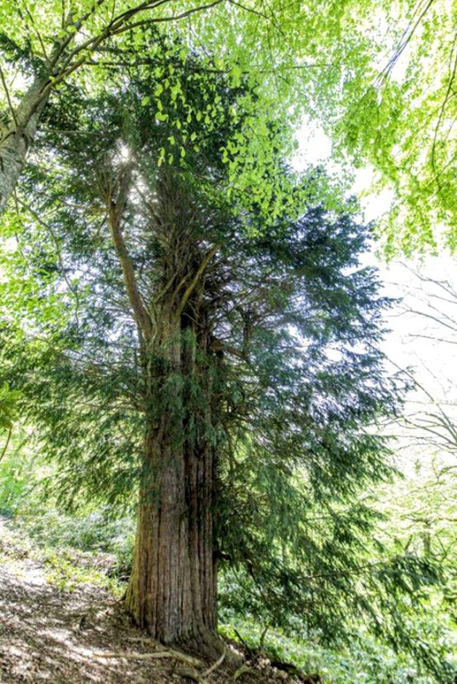 4115 yıllık ömrüyle Türkiye'nin en yaşlı ağacı görenleri hayran bırakıyor 6