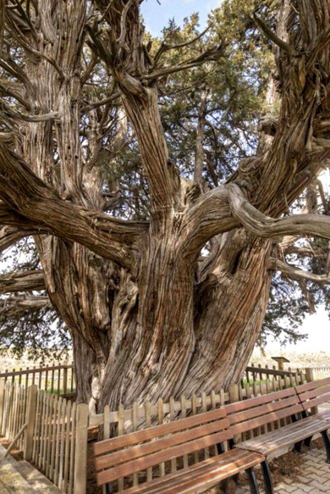 4115 yıllık ömrüyle Türkiye'nin en yaşlı ağacı görenleri hayran bırakıyor 7