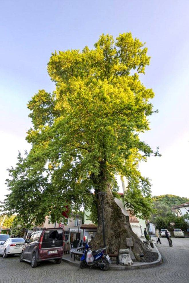 4115 yıllık ömrüyle Türkiye'nin en yaşlı ağacı görenleri hayran bırakıyor 8