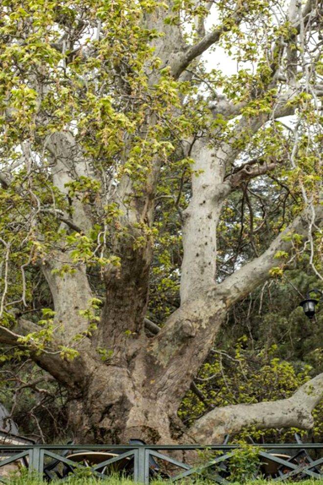 4115 yıllık ömrüyle Türkiye'nin en yaşlı ağacı görenleri hayran bırakıyor 9