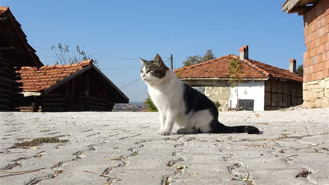 Yarısı koronaya yakalanan köyde kimse ölmedi! İşte sırları 5