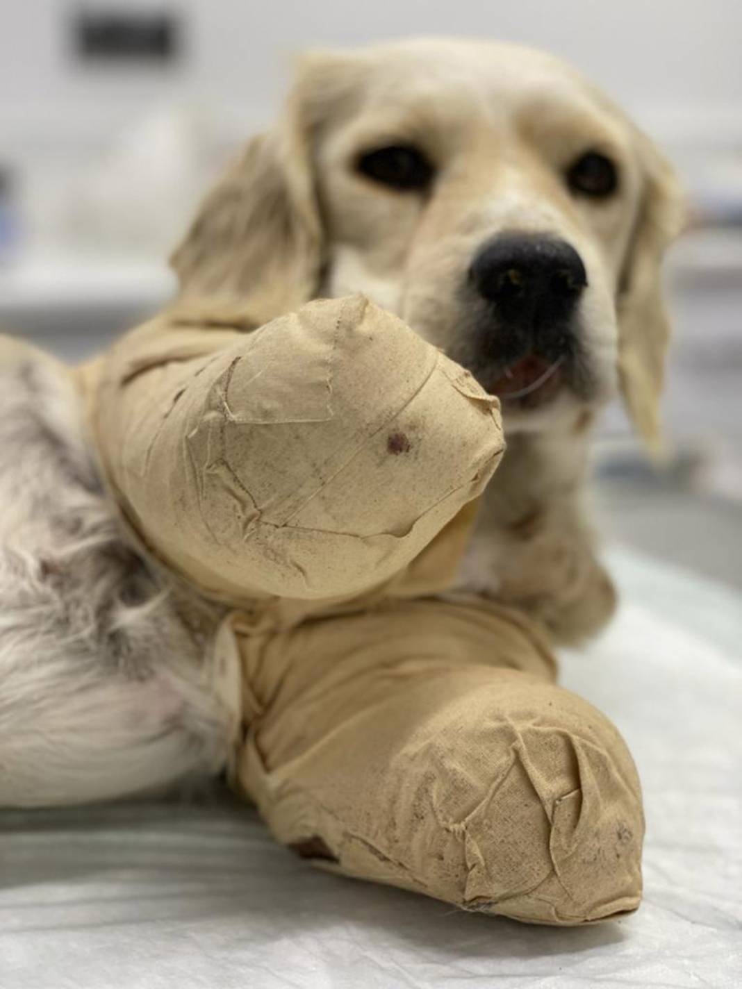 On Bacaklari Kesilen Kopek Hayati Tehlikeyi Atlatti