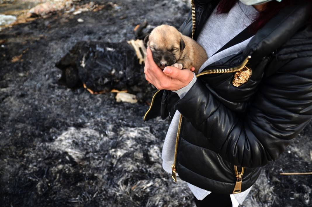 Konya'da vahşet! 9 yavru köpeği yakarak öldürdüler 4