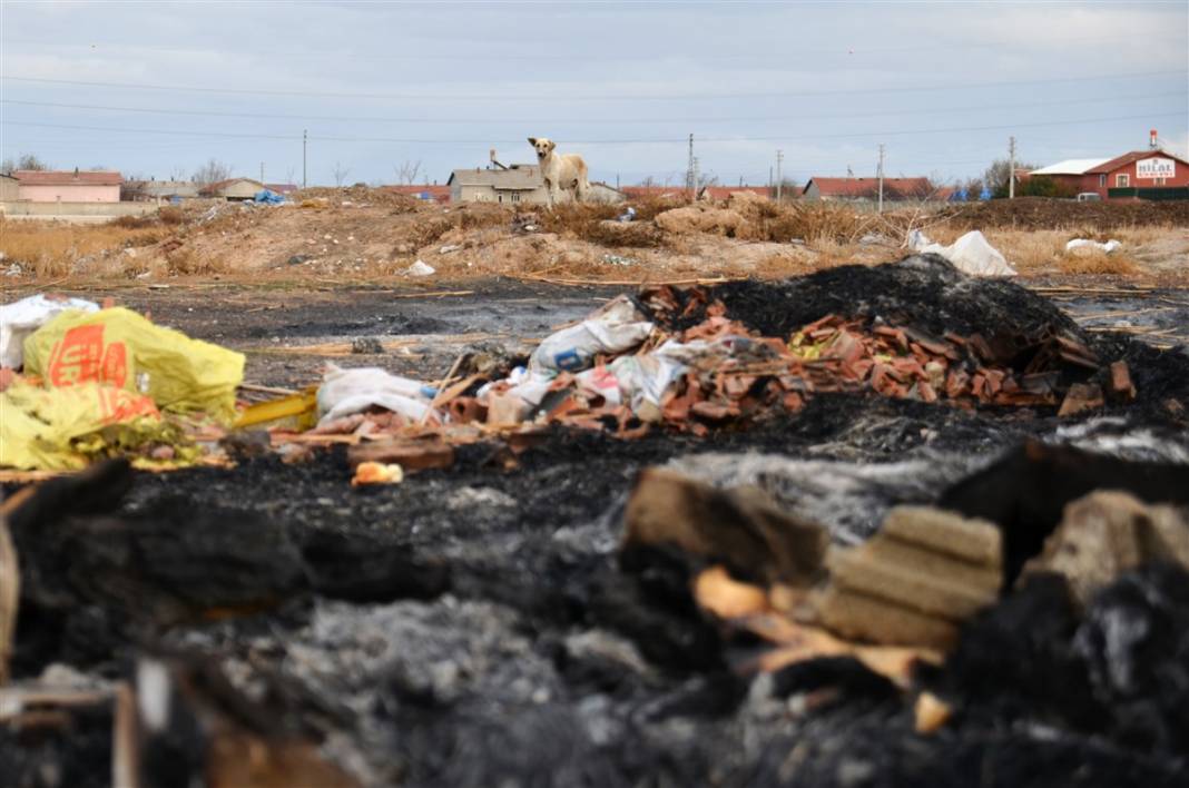Konya'da vahşet! 9 yavru köpeği yakarak öldürdüler 5