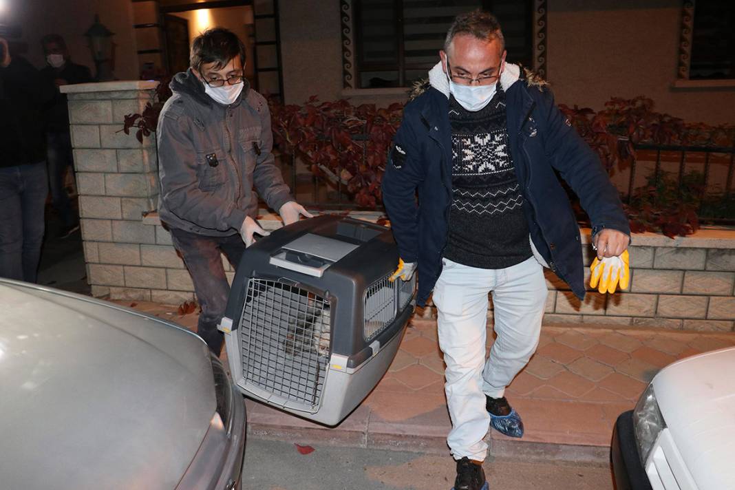 Ankara�da ikinci operasyon! 9 köpek ve 6 kedi daha kurtarıldı