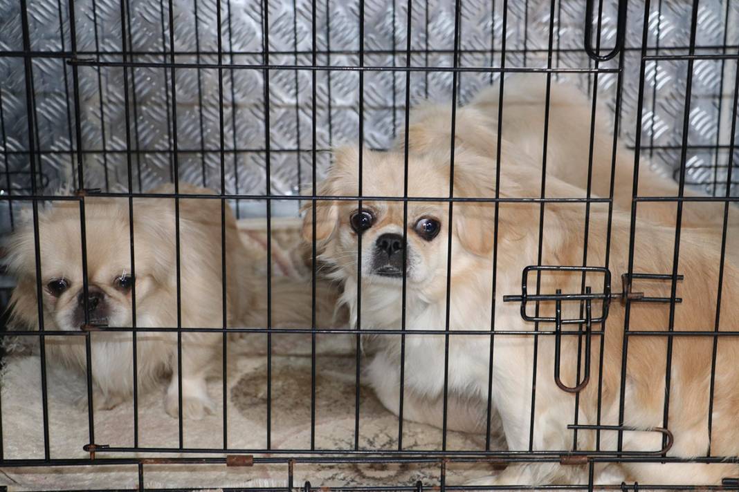 Ankara'da ikinci operasyon! 9 köpek ve 6 kedi daha kurtarıldı 4
