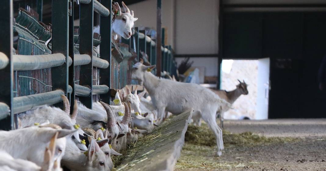 Türk bilim insanları koronaya karşı etkili dedi, talep patladı! 10