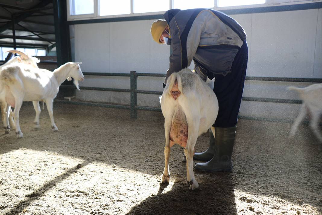 Türk bilim insanları koronaya karşı etkili dedi, talep patladı! 2