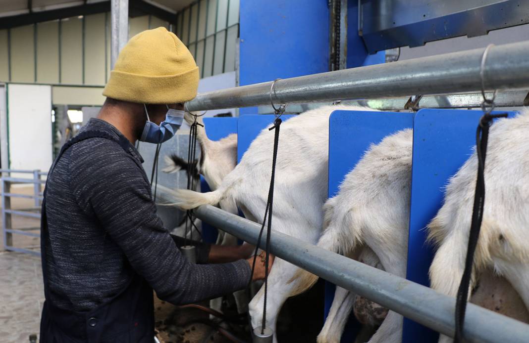 Türk bilim insanları koronaya karşı etkili dedi, talep patladı! 3