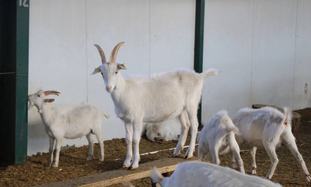 Türk bilim insanları koronaya karşı etkili dedi, talep patladı! 4