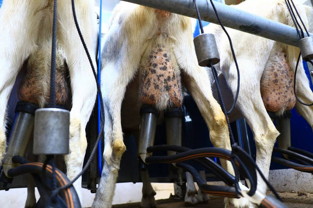 Türk bilim insanları koronaya karşı etkili dedi, talep patladı! 7