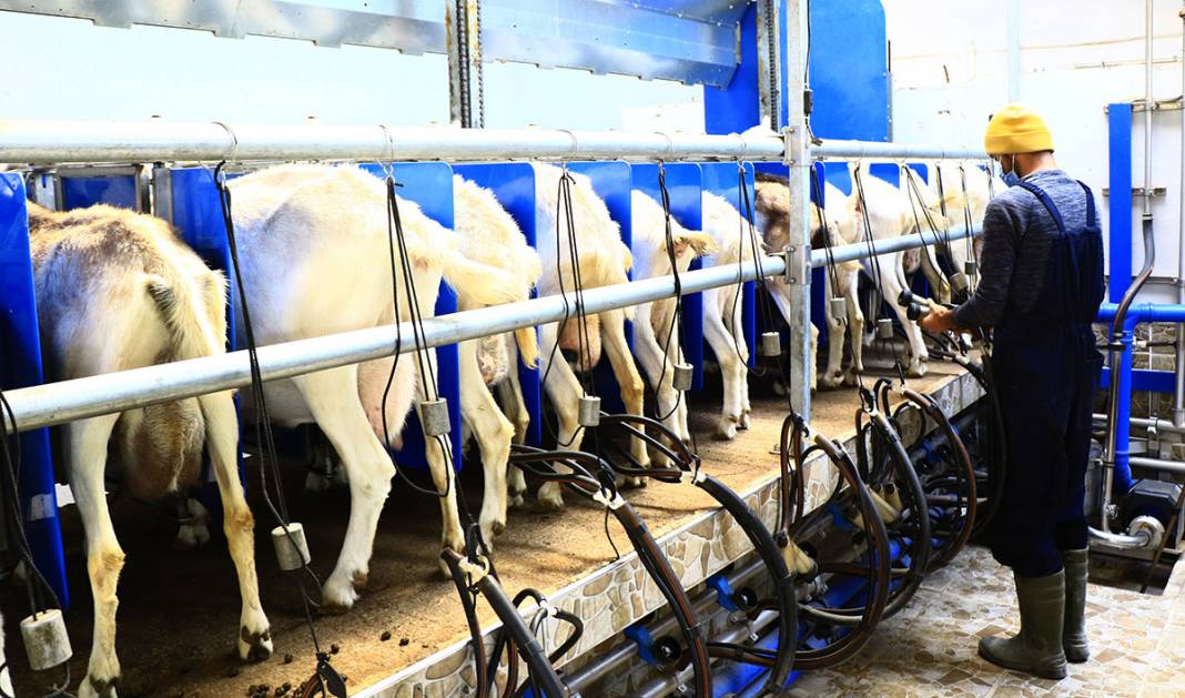 Türk bilim insanları koronaya karşı etkili dedi, talep patladı! 9