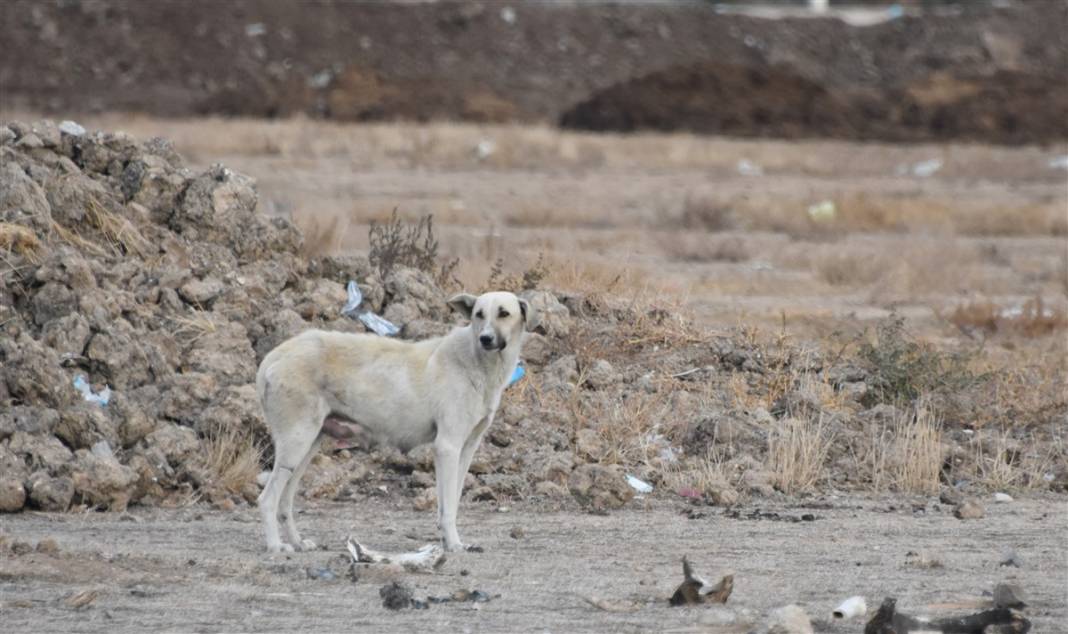 mangal köpeği