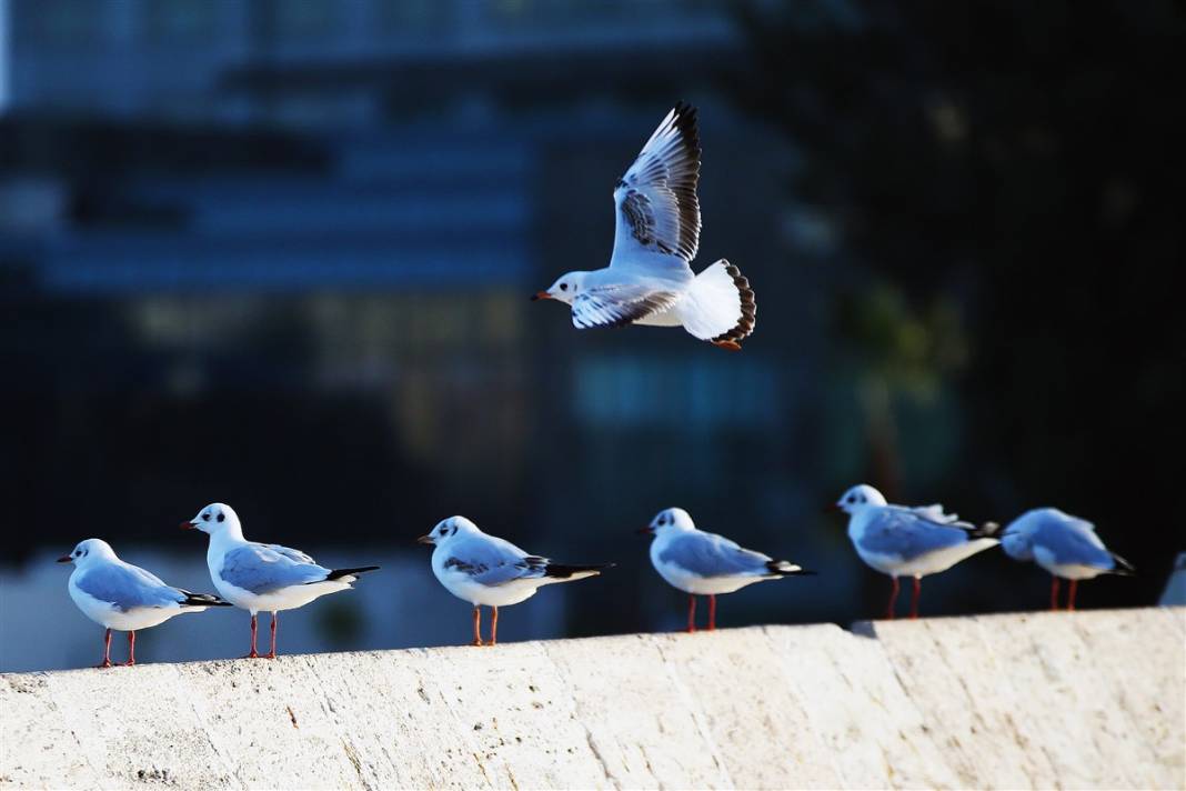 Tarihi Taşköprü'de doyumsuz manzara 4