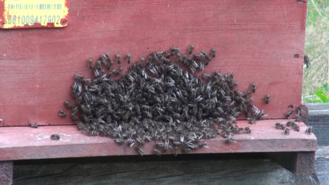 Bir çay kaşığı bile tehlikeli! Yiyen hastanelik oluyor 10