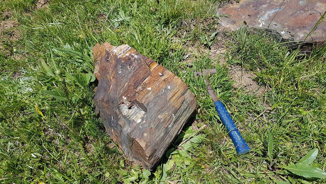 O ilimizde bulundu! Dinozorların yaşadığı döneme ait 10