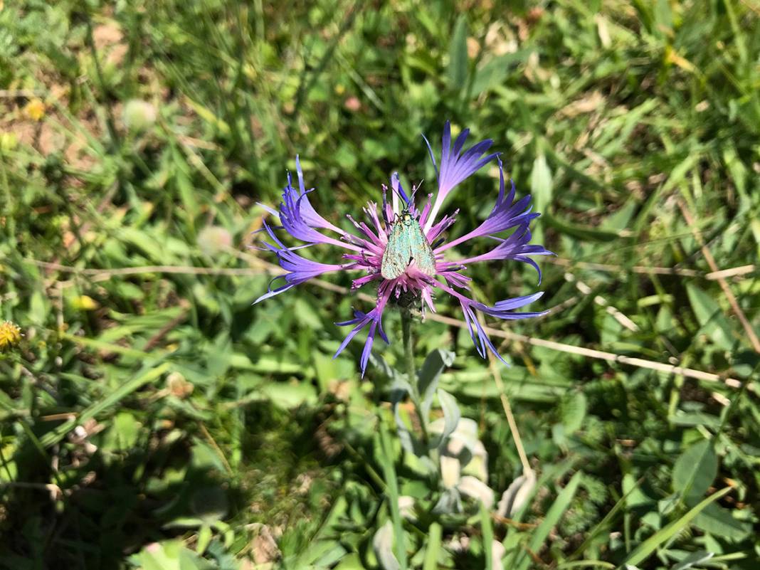O ilimizde bulundu! Dinozorların yaşadığı döneme ait 5