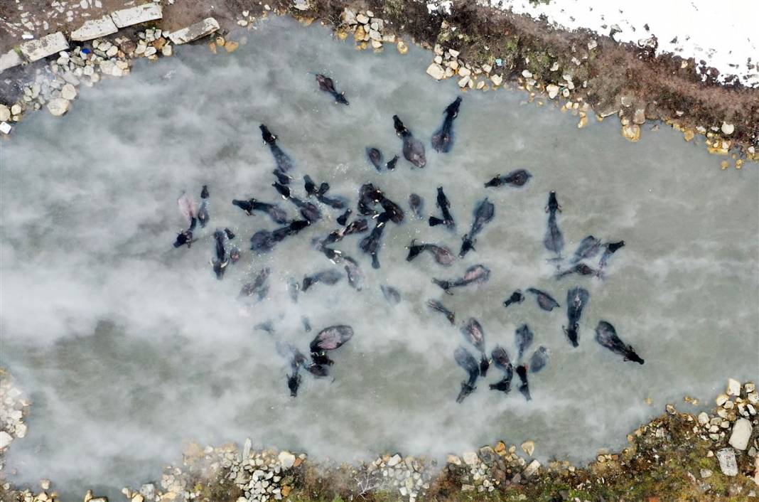 -20 derecede kaplıca sefası! Bin manda stres atıyor 28