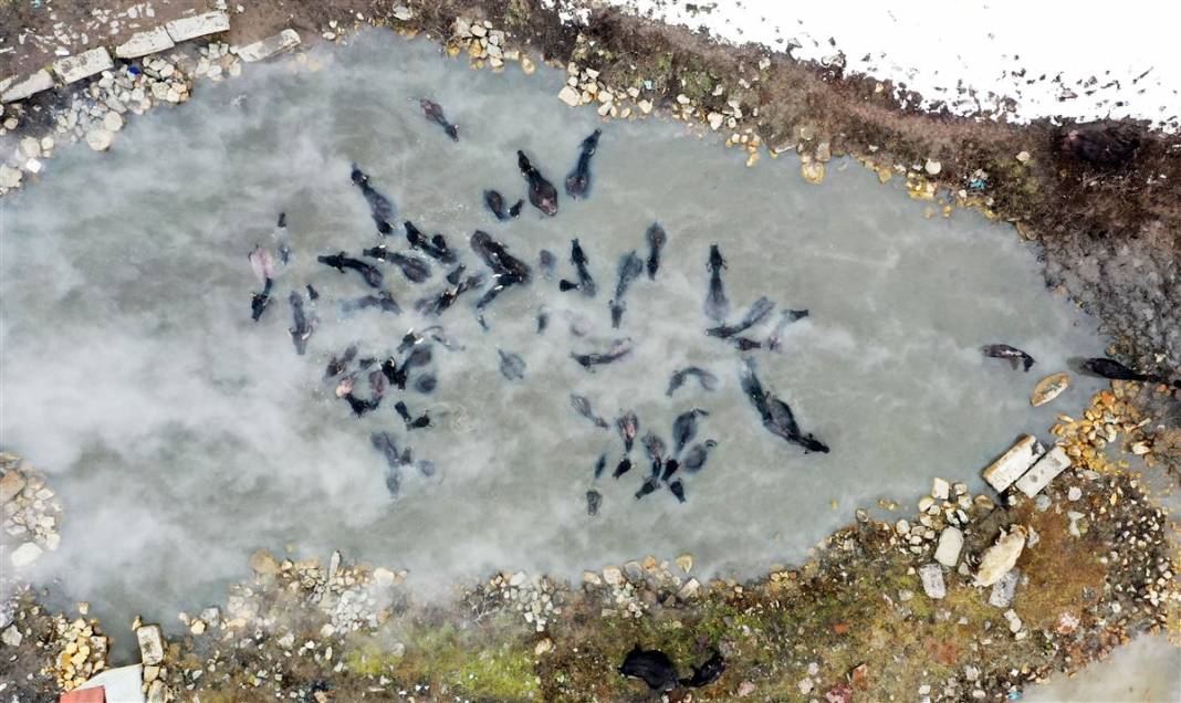 -20 derecede kaplıca sefası! Bin manda stres atıyor 29